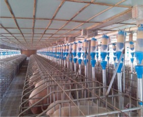 高效便捷的養豬助手 正紅豬用干濕喂料器