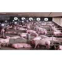 智能養(yǎng)豬 技術(shù)驅(qū)動(dòng)下的現(xiàn)代化養(yǎng)殖新趨勢(shì)