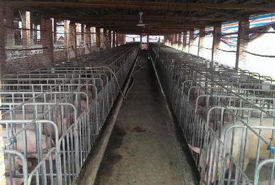 科學(xué)養(yǎng)豬場(chǎng)養(yǎng)殖管理與環(huán)境控制要點(diǎn)