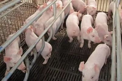 文山州出臺(tái)措施加快生豬生產(chǎn)發(fā)展，助力養(yǎng)殖戶(hù)實(shí)現(xiàn)“快點(diǎn)回家養(yǎng)豬”